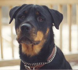 Abby.jpg (57663 bytes)