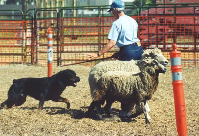 BuzzHerds4.jpg (71744 bytes)