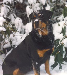 EmberSnow2.jpg (61007 bytes)