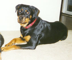 Tasha.jpg (52177 bytes)