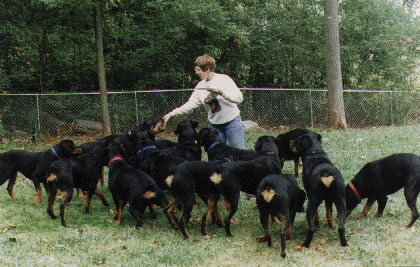 rottweiler family